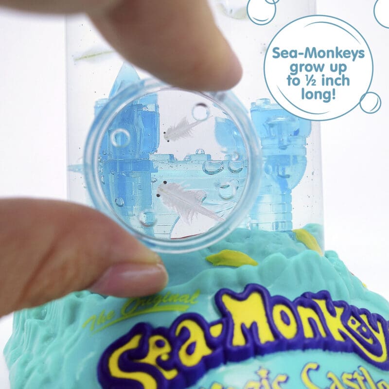 23230-Sea-Monkeys Magic Castle-Image4 Fingers holding a small magnifying glass up to the aquarium. Two magnified Sea-Monkeys are visble. There is a callout in a circle that reads "Sea-Monkeys grow up to 1/2 inch long!"